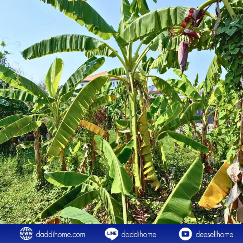 ขายที่ดินอ่อนนุช 39