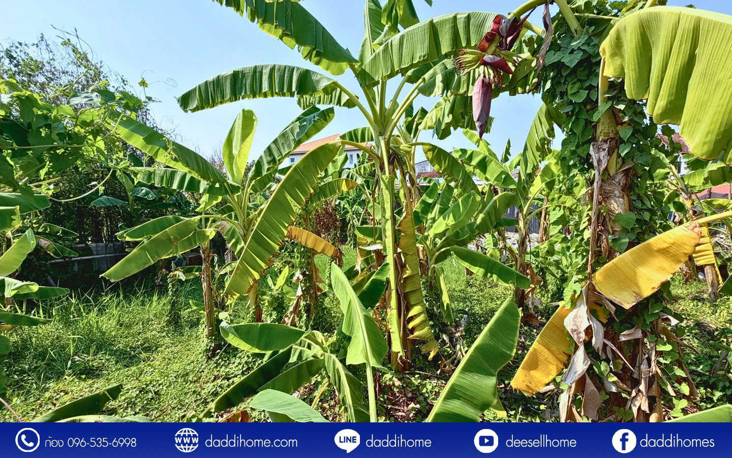 ขายที่ดินอ่อนนุช 39