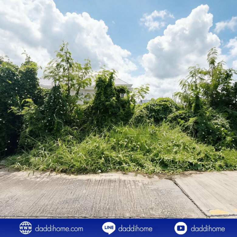 ขายที่ดิน ลำลูกกา 43